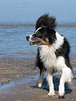 walking Australian Shepherd