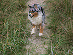 running Australian Shepherd