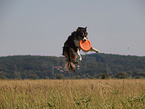 playing Australian Shepherd