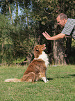 Australian Shepherd at training