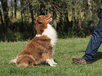 Australian Shepherd at training