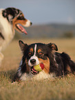 playing Australian Shepherd