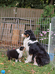 Australian Shepherd Puppy