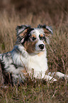 lying young Australian Shepherd