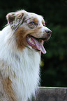 Australian Shepherd Portrait