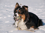 Australian Shepherd