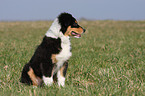 Australian Shepherd Puppy