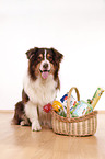 sitting Australian Shepherd