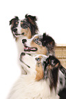 Australian Shepherds