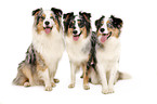 Australian Shepherds