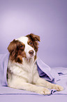 lying Australian Shepherd