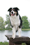 Australian Shepherd