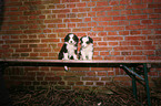 Australian Shepherd Puppies