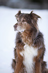 Australian Shepherd Portrait