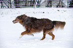 running Australian Shepherd