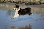 jumping Australian Shepherd