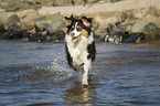 running Australian Shepherd