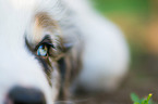 Australian Shepherd Puppy