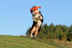 jumping Australian Shepherd