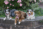 3 Australian Shepherds