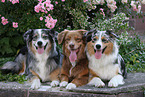 3 Australian Shepherds