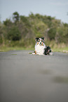 lying Australian Shepherd