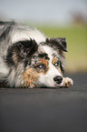 lying Australian Shepherd