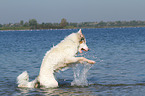 playing Australian Shepherd