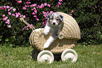 Australian Shepherd Puppy