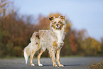 standing Australian Shepherd