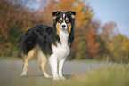 standing Australian Shepherd