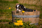 Australian Shepherd Puppy in wooden tub