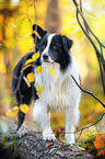 Australian Shepherd