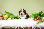 Australian Shepherd Puppy