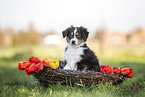 Australian Shepherd Puppy