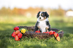 Australian Shepherd Puppy