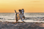 young Australian Shepherd