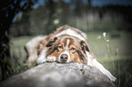 lying Australian Shepherd