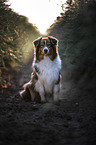 sitting Australian Shepherd