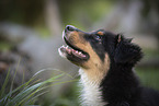 Australian Shepherd portrait