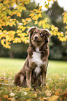 sitting Australian Shepherd