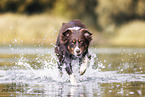 Australian Shepherd on the lake