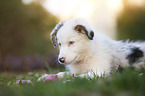 lying Australian Shepherd puppy