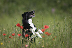 Australian Shepherd in the poppy field