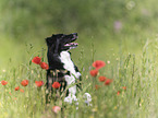 Australian Shepherd in the poppy field