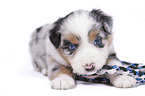 lying Australian Shepherd Puppy