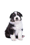 sitting Australian Shepherd Puppy