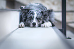 lying Australian Shepherd