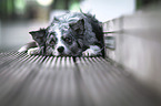 lying Australian Shepherd