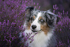 Australian Shepherd portrait